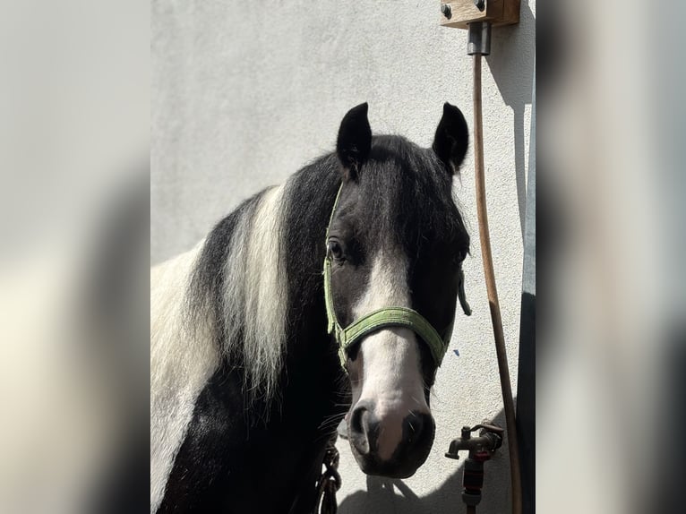 Tinker Mix Wallach 9 Jahre 135 cm Schecke in Oberndorf