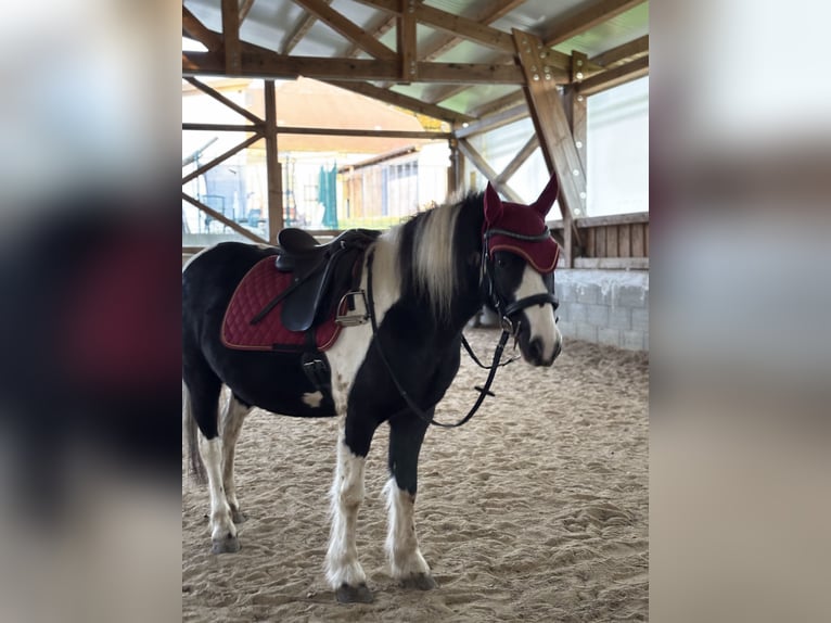 Tinker Mix Wallach 9 Jahre 135 cm Schecke in Oberndorf