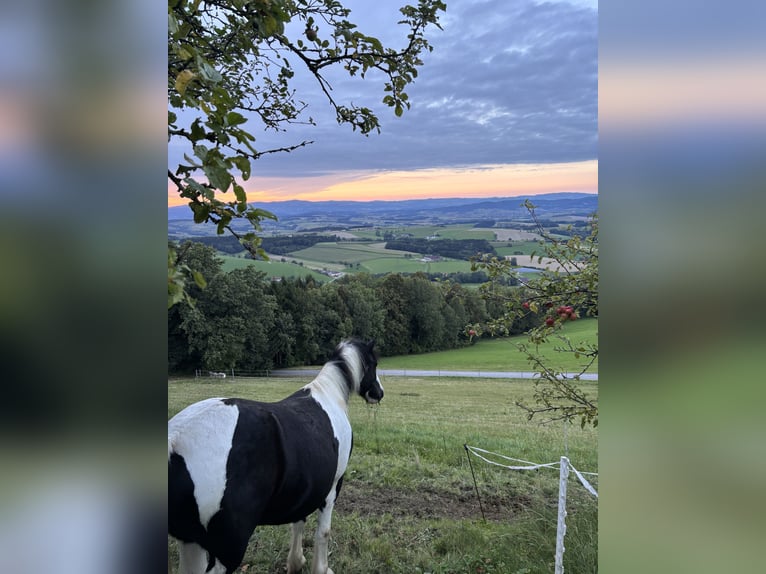 Tinker Mix Wallach 9 Jahre 135 cm Schecke in Oberndorf