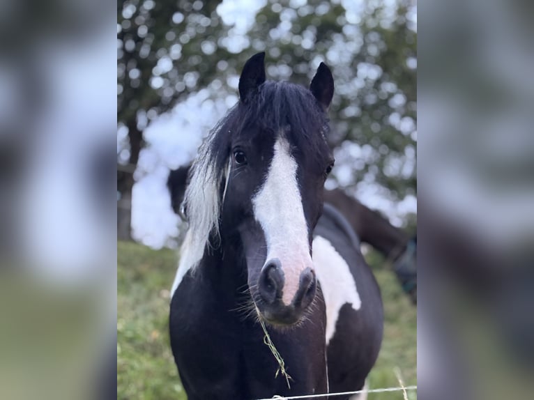 Tinker Mix Wallach 9 Jahre 135 cm Schecke in Oberndorf