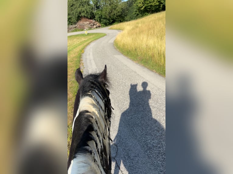 Tinker Mix Wallach 9 Jahre 135 cm Schecke in Oberndorf