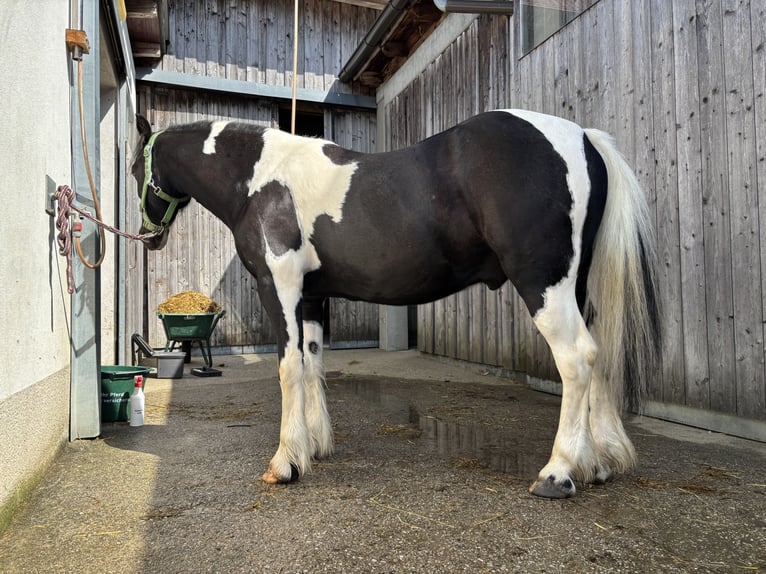 Tinker Mix Wallach 9 Jahre 135 cm Schecke in Oberndorf