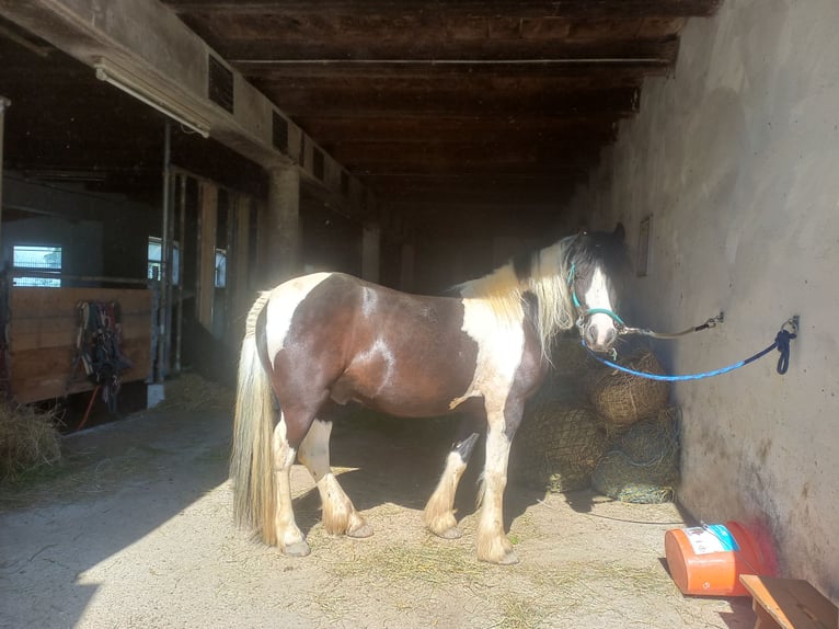 Tinker Mix Wallach 9 Jahre 135 cm Schecke in Oberndorf