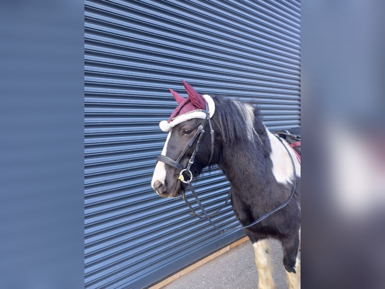 Tinker Mix Wallach 9 Jahre 135 cm Schecke in Oberndorf