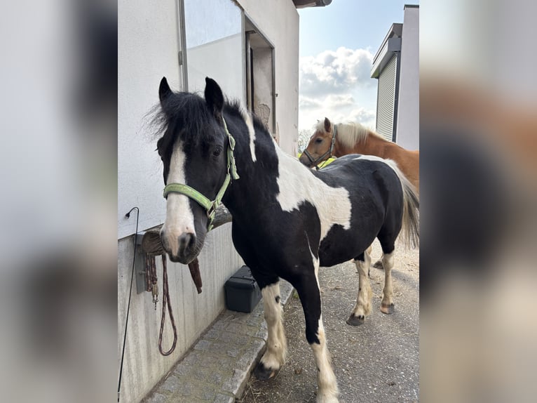 Tinker Mix Wallach 9 Jahre 135 cm Schecke in Oberndorf