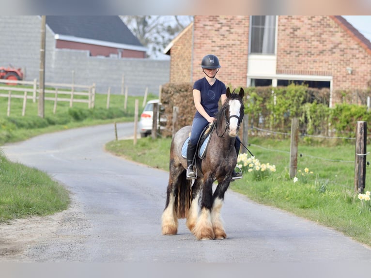 Tinker Wallach 9 Jahre 136 cm Rappe in Pepingen