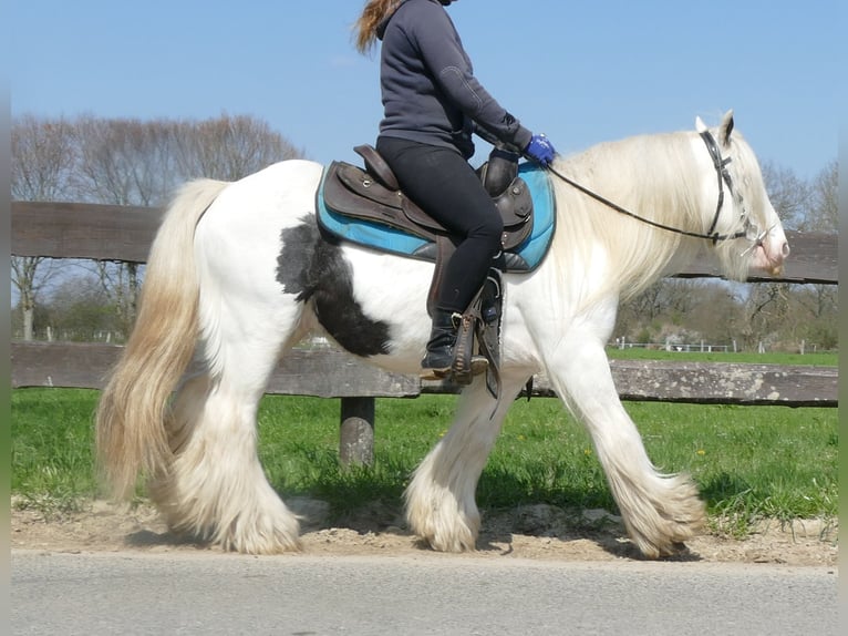Tinker Wallach 9 Jahre 137 cm Schecke in Lathen