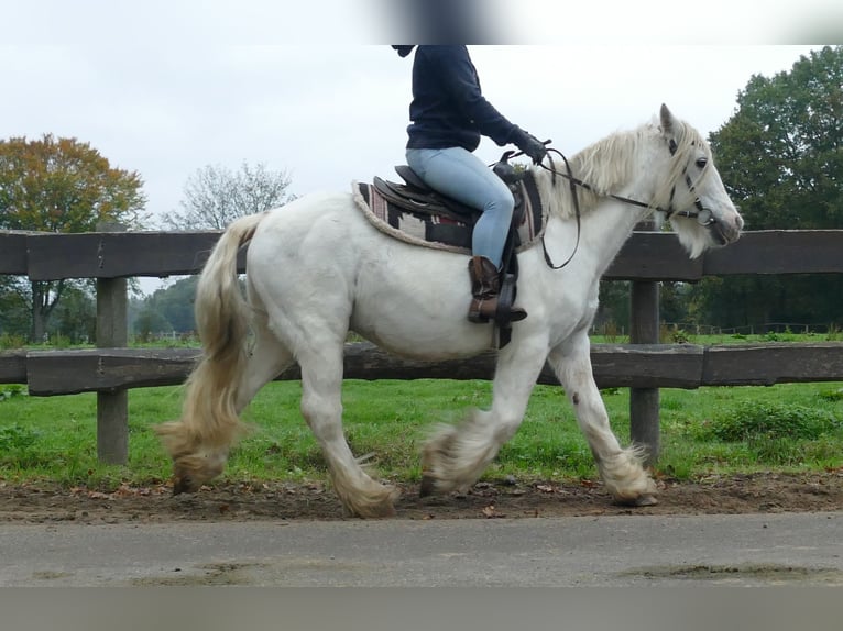 Tinker Wallach 9 Jahre 139 cm Schimmel in Lathen