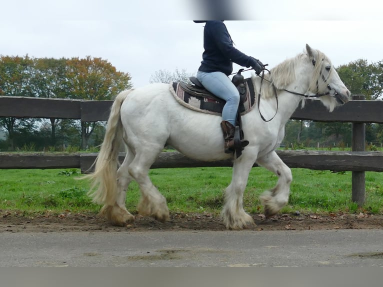 Tinker Wallach 9 Jahre 139 cm Schimmel in Lathen