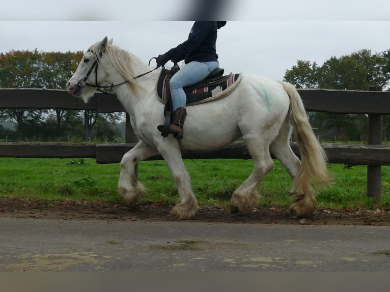 Tinker Wallach 9 Jahre 139 cm Schimmel in Lathen
