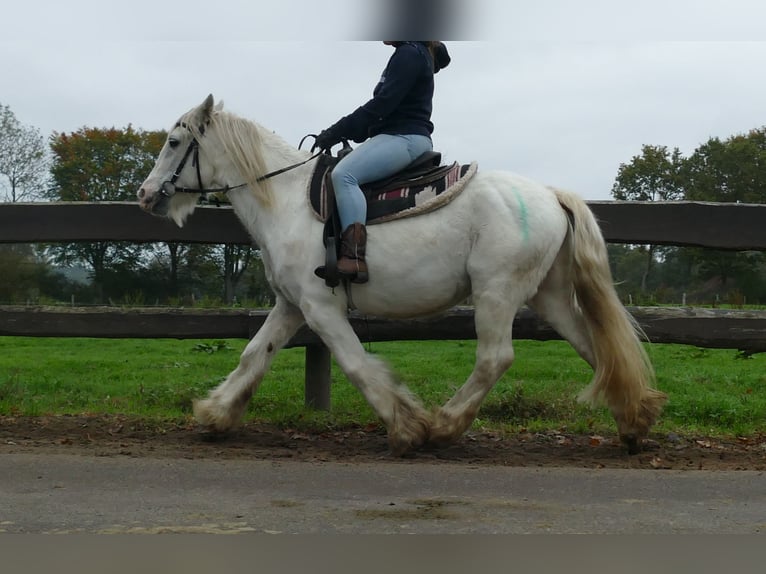 Tinker Wallach 9 Jahre 139 cm Schimmel in Lathen