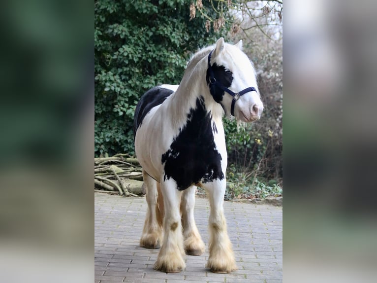 Tinker Wallach 9 Jahre 140 cm Schecke in Bad Wimpfen