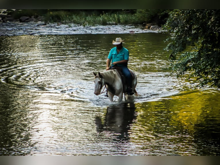 Tinker Wallach 9 Jahre 142 cm Dunkelfuchs in Cleveland TN