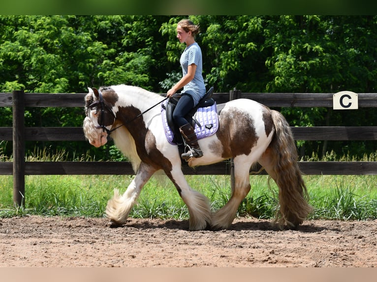 Tinker Wallach 9 Jahre 142 cm Schecke in Strasburg