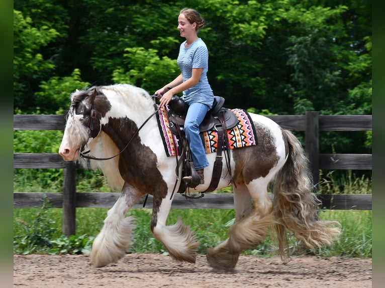Tinker Wallach 9 Jahre 142 cm Schecke in Strasburg