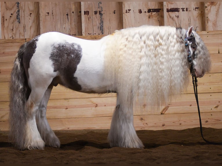 Tinker Wallach 9 Jahre 142 cm Schecke in Strasburg