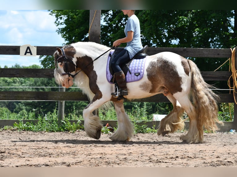 Tinker Wallach 9 Jahre 142 cm Schecke in Strasburg
