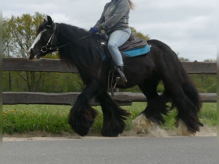 Tinker Wallach 9 Jahre 143 cm Rappe in Sustrum