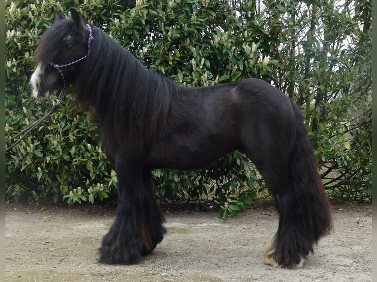 Tinker Wallach 9 Jahre 143 cm Rappe in Sustrum
