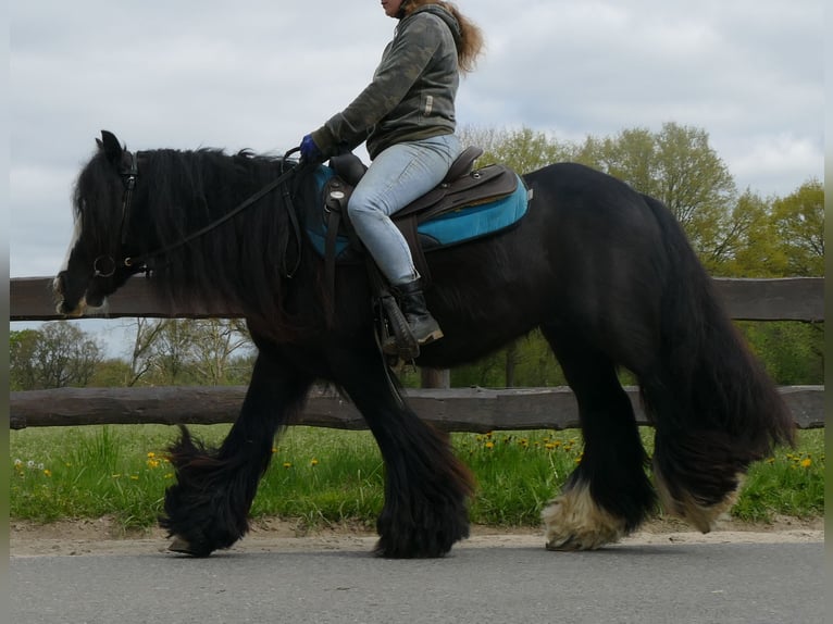 Tinker Wallach 9 Jahre 143 cm Rappe in Sustrum
