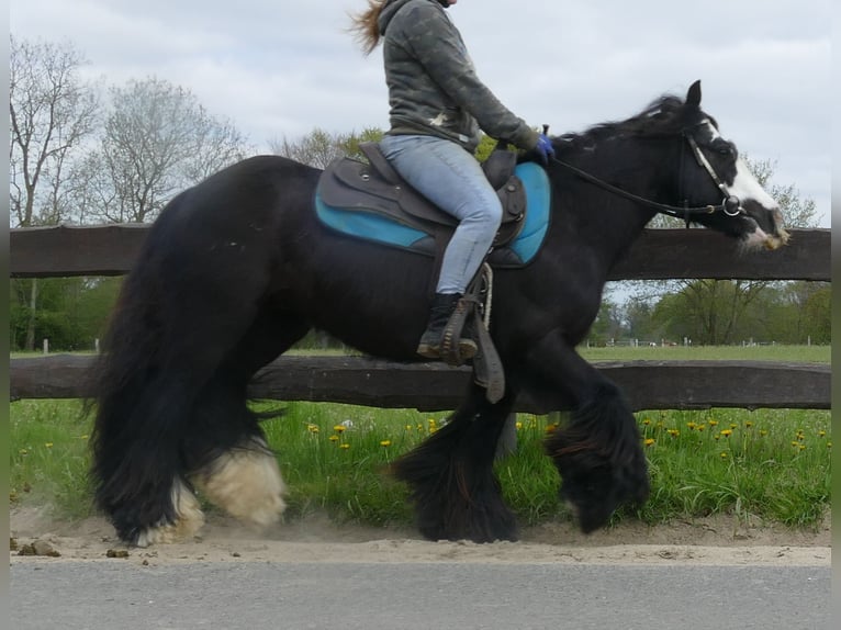 Tinker Wallach 9 Jahre 143 cm Rappe in Sustrum