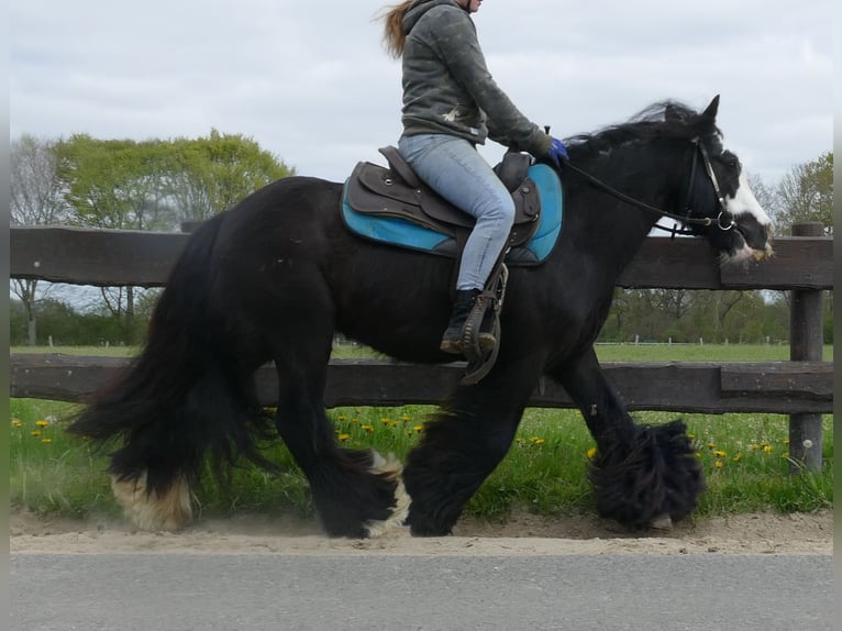 Tinker Wallach 9 Jahre 143 cm Rappe in Sustrum