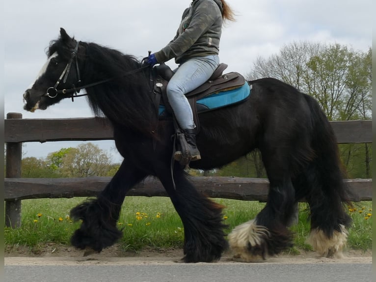 Tinker Wallach 9 Jahre 143 cm Rappe in Sustrum