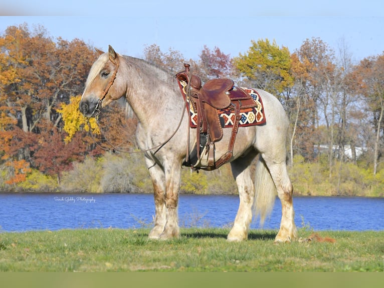 Tinker Mix Wallach 9 Jahre 147 cm Roan-Red in Oelwein