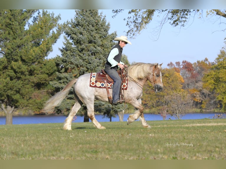 Tinker Mix Wallach 9 Jahre 147 cm Roan-Red in Oelwein