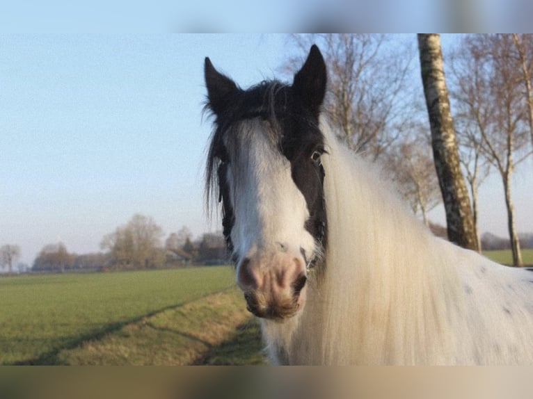 Tinker Wallach 9 Jahre 148 cm in Drentwede
