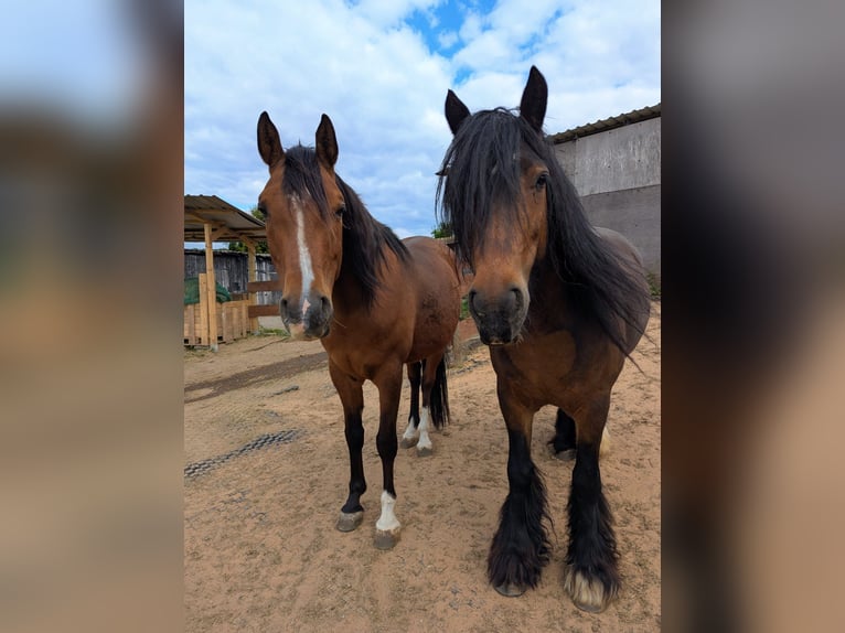 Tinker Wallach 9 Jahre 148 cm in Schöllkrippen