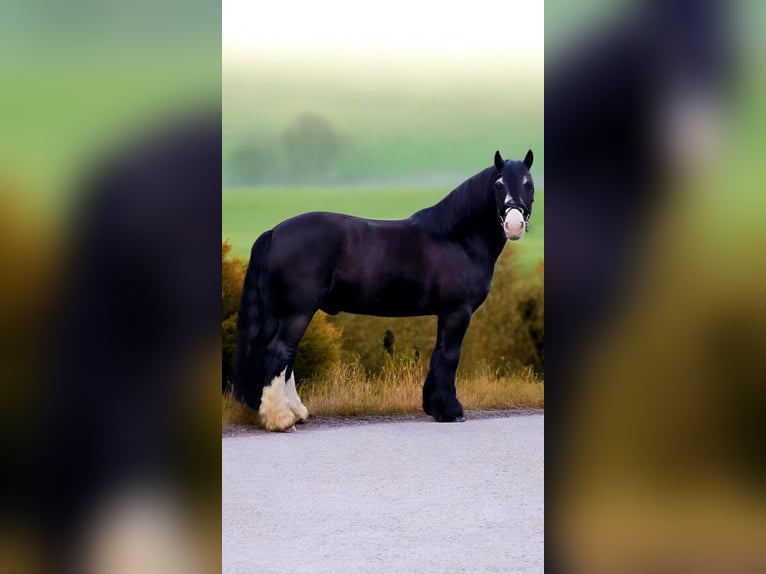 Tinker Wallach 9 Jahre 148 cm Rappe in Warendorf