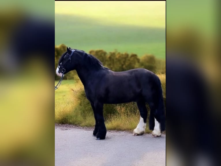 Tinker Wallach 9 Jahre 148 cm Rappe in Kirchheimbolanden
