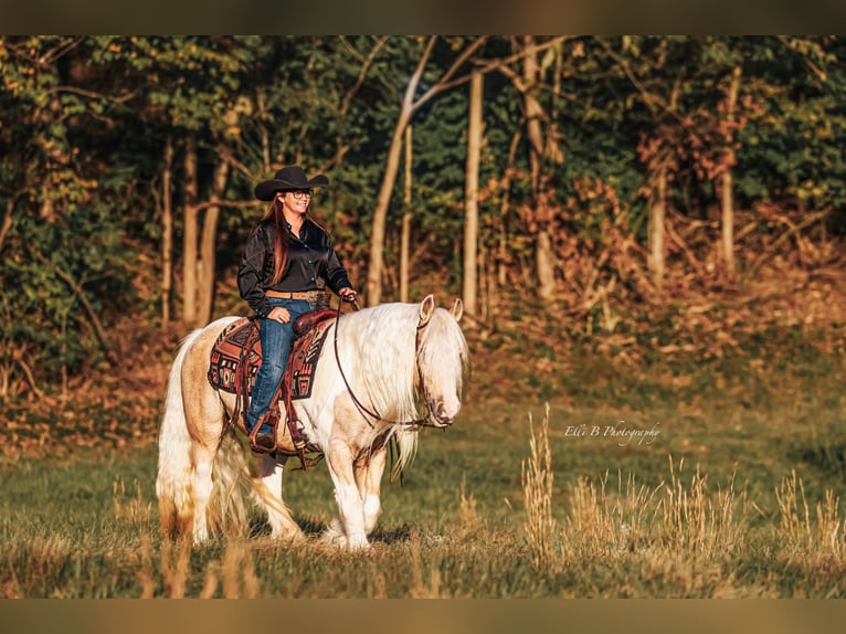Tinker Wallach 9 Jahre 150 cm Schecke in Mount Vernon