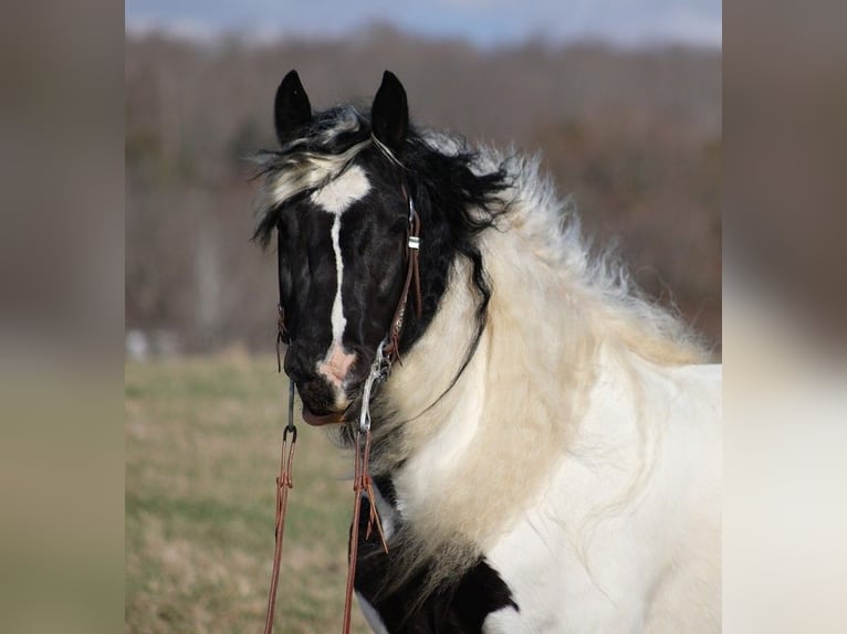 Tinker Wallach 9 Jahre 150 cm Tobiano-alle-Farben in Brodhead KY