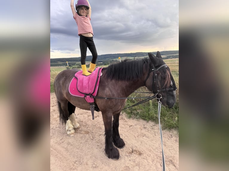 Tinker Wallach 9 Jahre 152 cm Rappe in Waldsolms