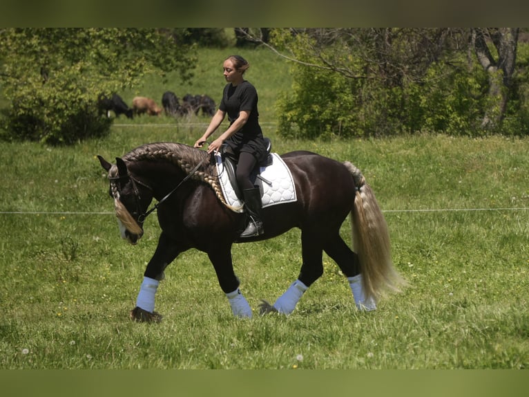 Tinker Wallach 9 Jahre 152 cm  in Fresno