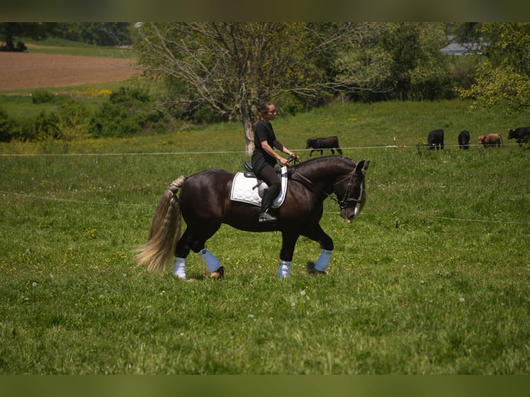 Tinker Wallach 9 Jahre 152 cm  in Fresno