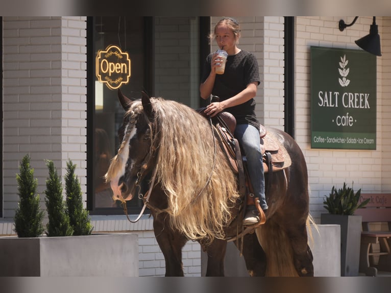 Tinker Wallach 9 Jahre 152 cm  in Fresno