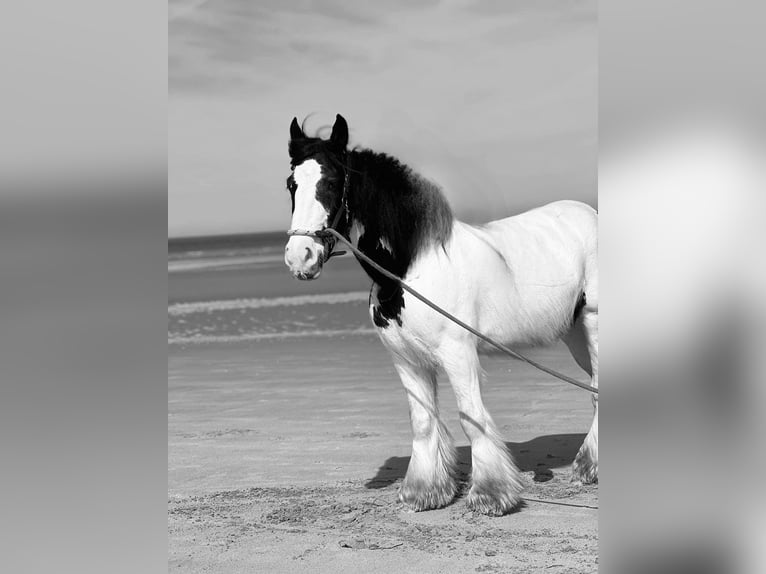 Tinker Wallach 9 Jahre 155 cm Tobiano-alle-Farben in De panne