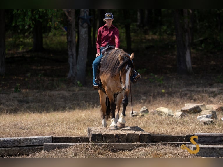Tinker Mix Wallach 9 Jahre 160 cm Falbe in Bogard, MO