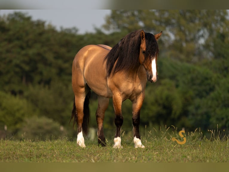 Tinker Mix Wallach 9 Jahre 160 cm Falbe in Bogard, MO