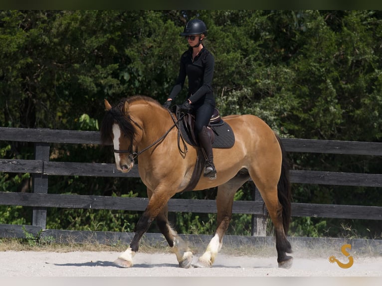 Tinker Mix Wallach 9 Jahre 160 cm Falbe in Bogard, MO