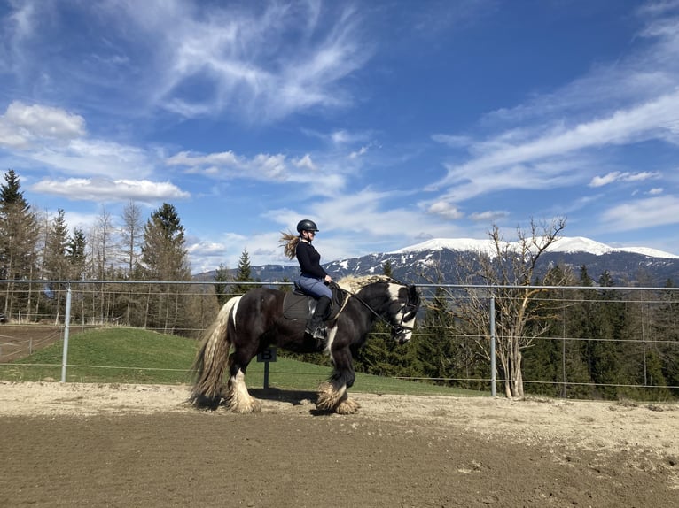 Tinker Wallach 9 Jahre 165 cm Schecke in Obdach