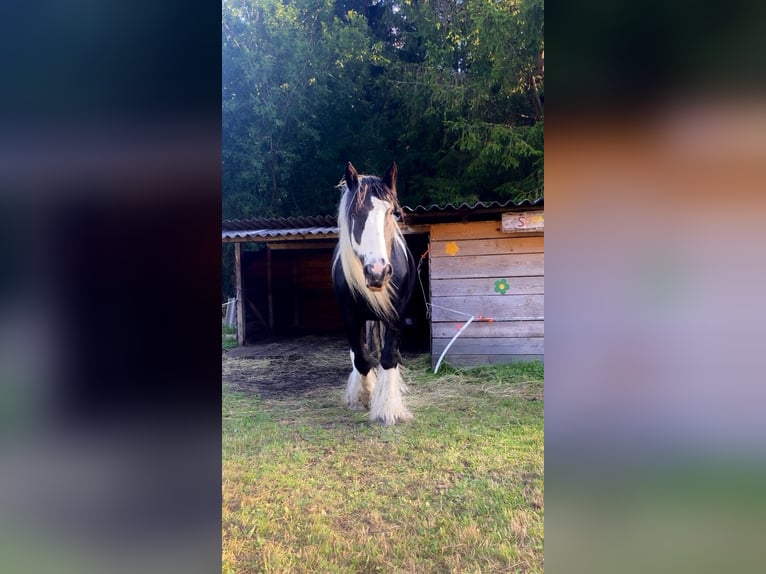 Tinker Wallach 9 Jahre 165 cm Schecke in Obdach