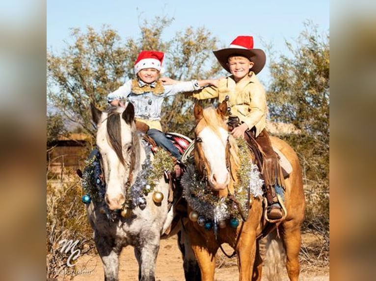 Tinker Wallach 9 Jahre Palomino in Clinton