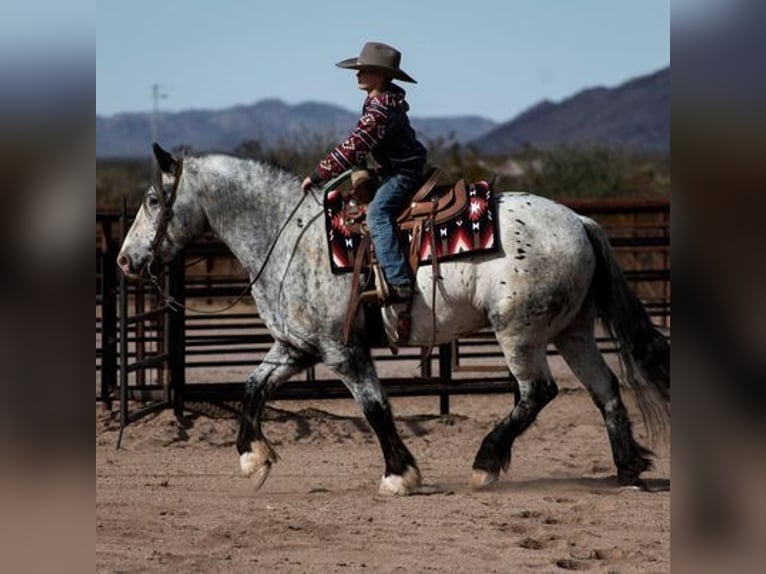 Tinker Wallach 9 Jahre Palomino in Clinton