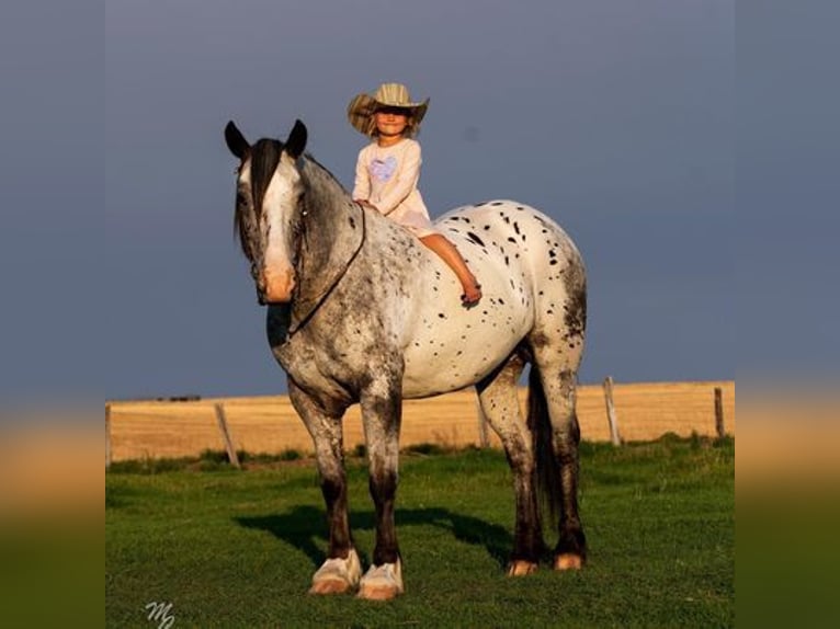 Tinker Wallach 9 Jahre Palomino in Clinton