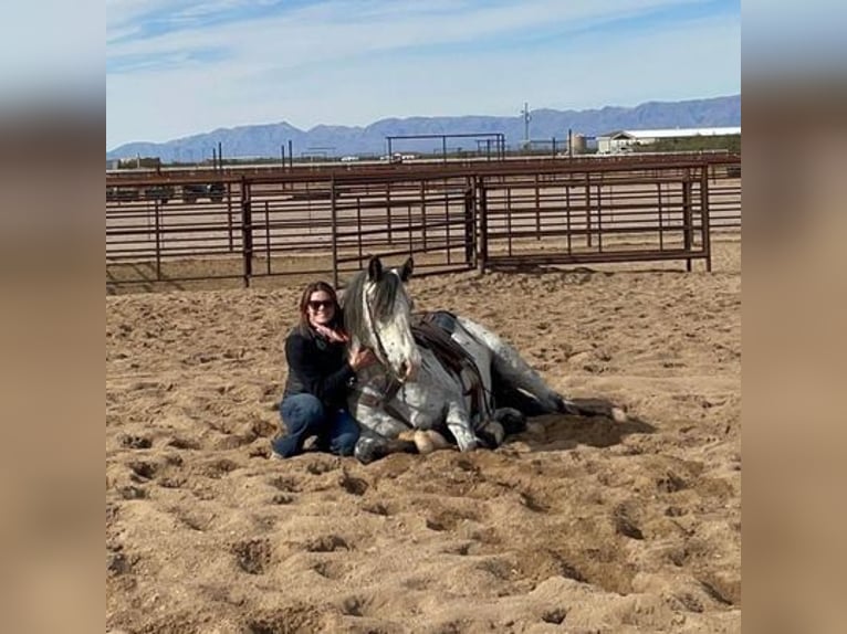 Tinker Wallach 9 Jahre Palomino in Clinton
