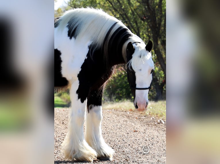 Tinker Wallach 9 Jahre Rappe in Windom, MN